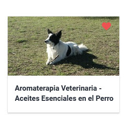 Aromaterapia Veterinaria - Aceites Esenciales en el Perro 