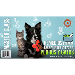 Remedios caseros para atender en casa a perros y gatos