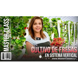 Cultivo de fresas en sistema vertical